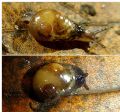 Semilimacella&nbsp;bonelli